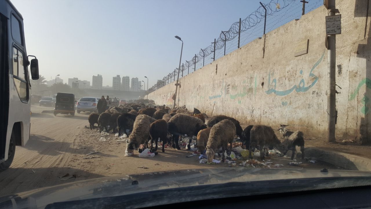 القمامة تحاصر أسوار مدينة بدر (2)