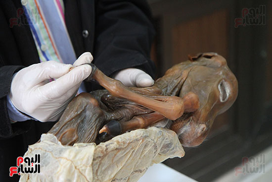 طبيب بيطرى يبتكر وسيلة لحفظ جثث الحيوانات النافقة بـالجلسرين (28)