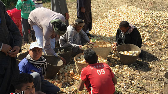  العمالة تقوم بتنقية وفرز محصول البصل قبل بيعه