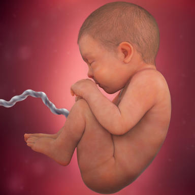 مراحل نمو الجنين من الشهر السابع وحتى التاسع