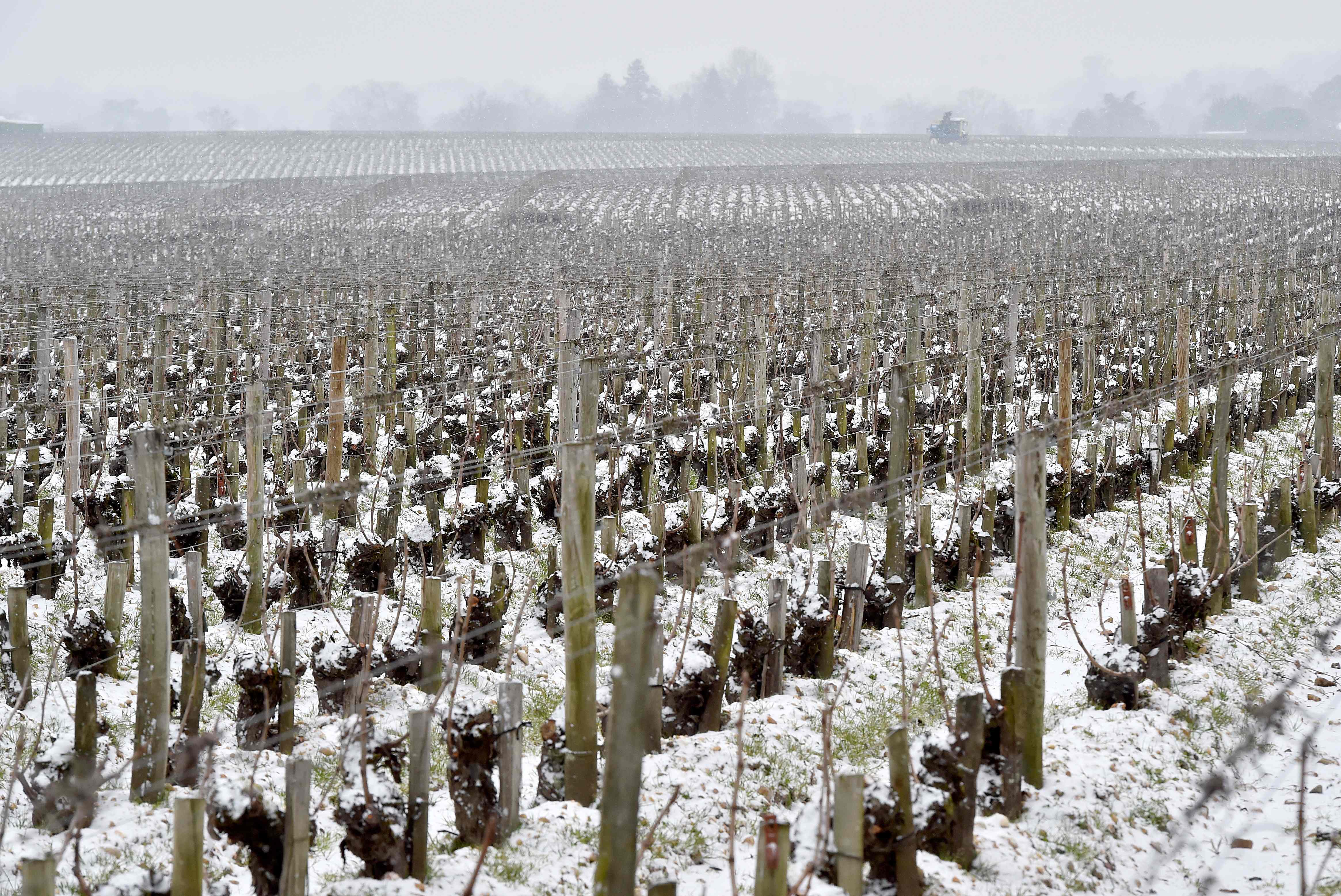 تساقط الثلوج فى أحد حقول فرنسا