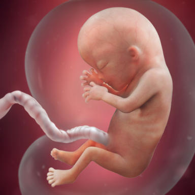 مراحل نمو الجنين فى الثلاث أشهر الأولى