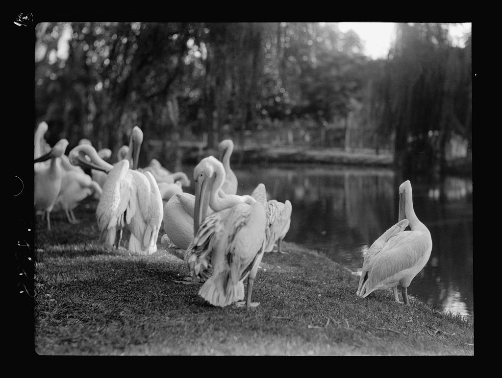بحيرة البجع داخل حديقة الحيوان 1934