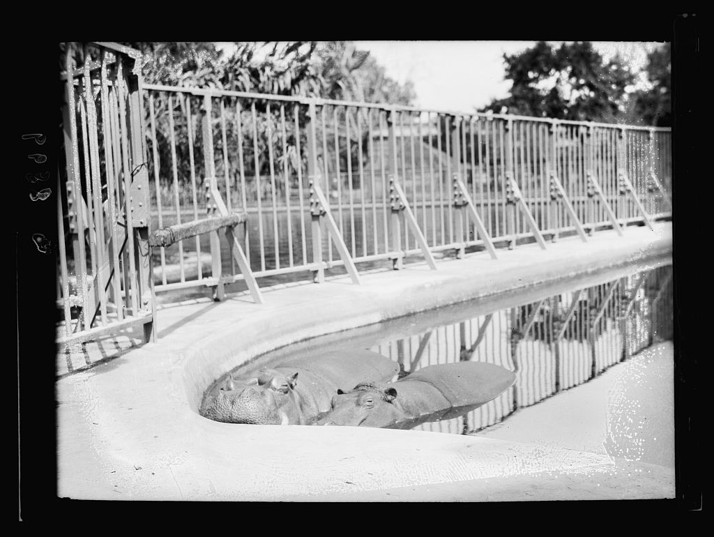 فرس النهر من داخل حديقة الحيوان