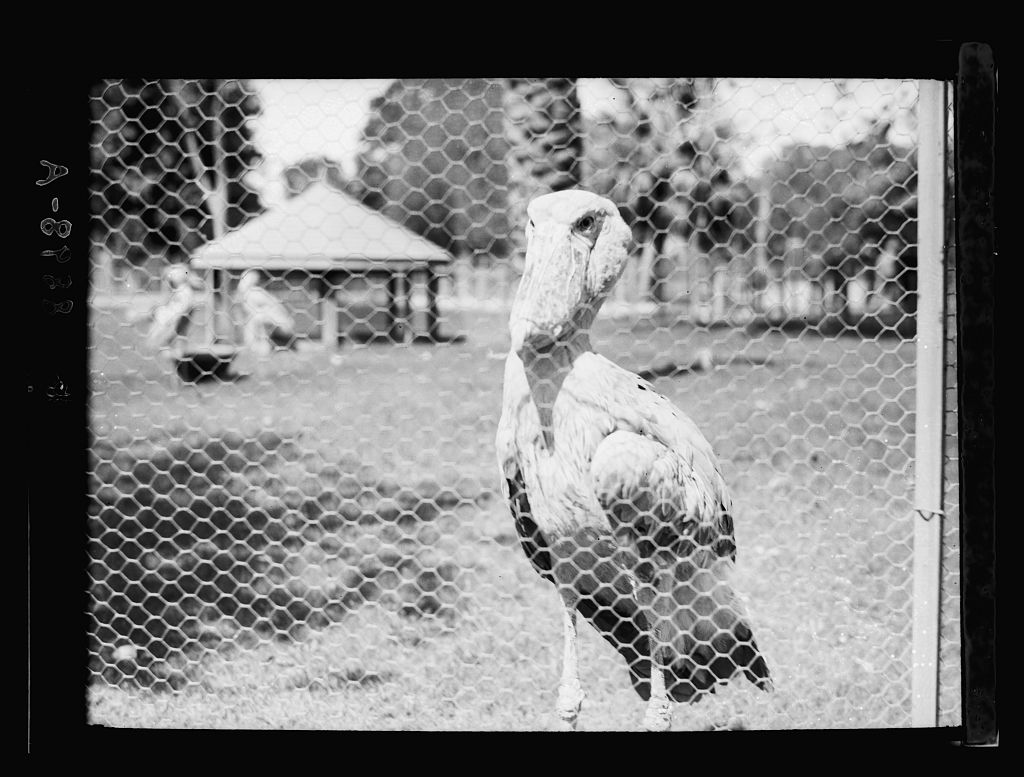 حيوان البجع داخل حديقة الحيوان 1934