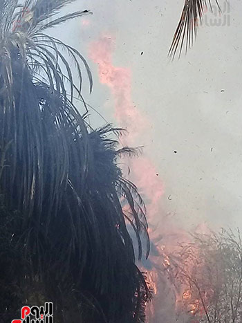 النيران أتت على 70 من أشجار النخيل بمدينة إسنا