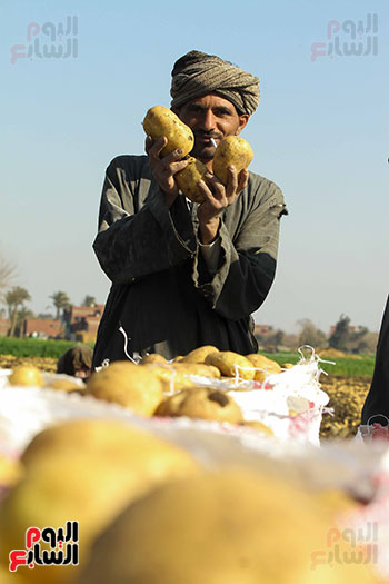 جمال البطاطس  فى موسم الحصاد