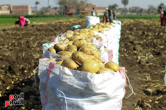 حقائب لحمل كم هائل من البطاطس