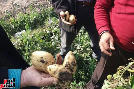 إنتاج البطاطس (3)