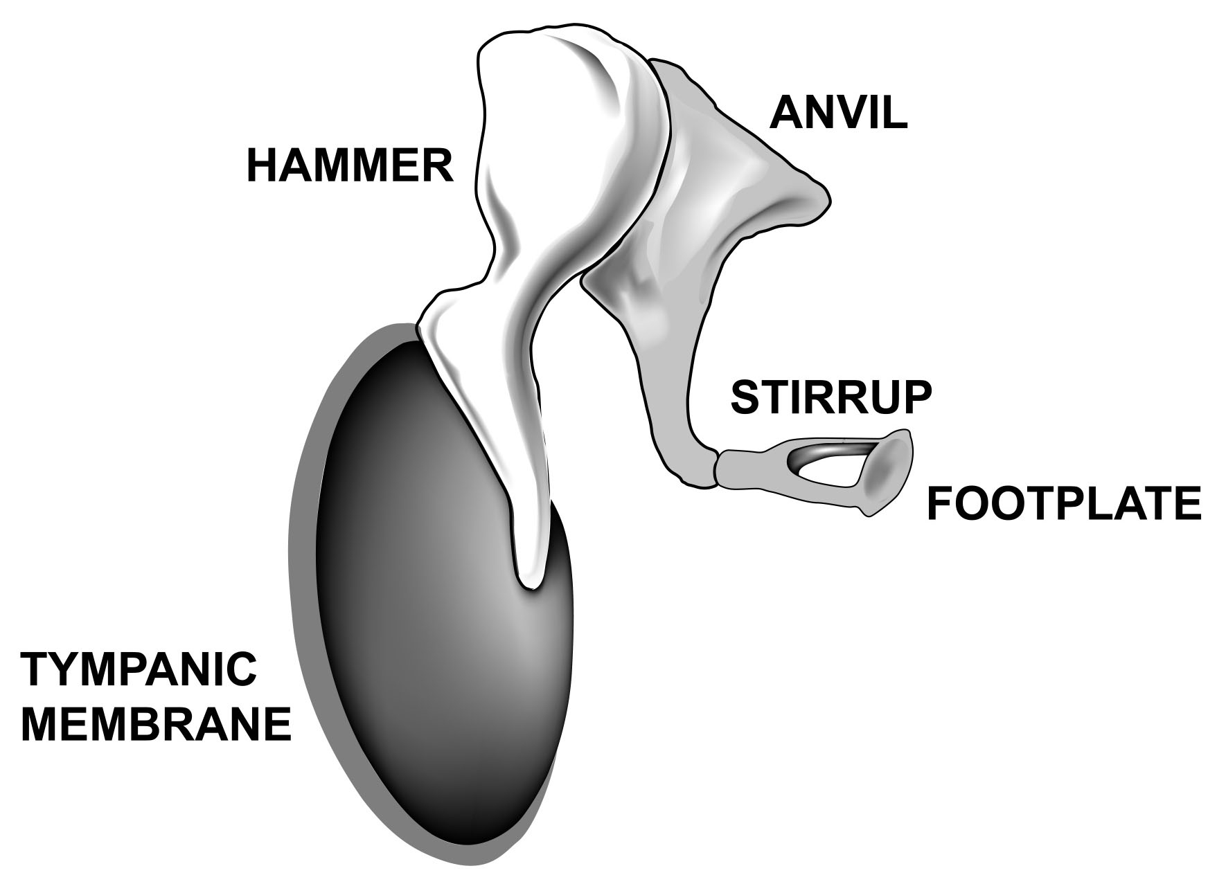 ear hammer anvil and stirrup