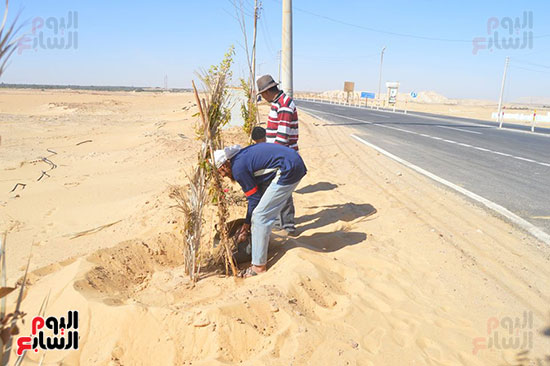 صور تشجير طريق الخارجة أسيوط حتى مدخل مطار الوادى الجديد (1)