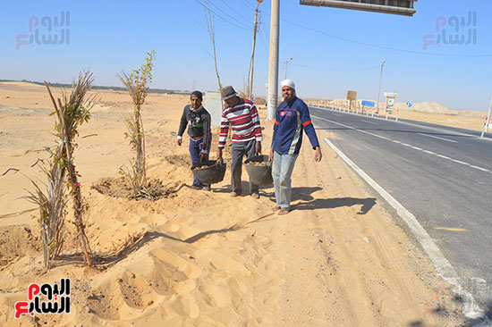 صور تشجير طريق الخارجة أسيوط حتى مدخل مطار الوادى الجديد (7)