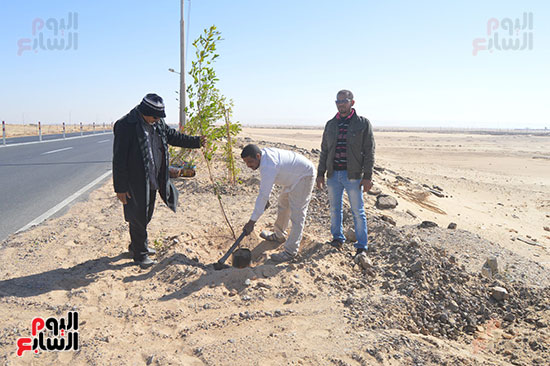 صور تشجير طريق الخارجة أسيوط حتى مدخل مطار الوادى الجديد (3)