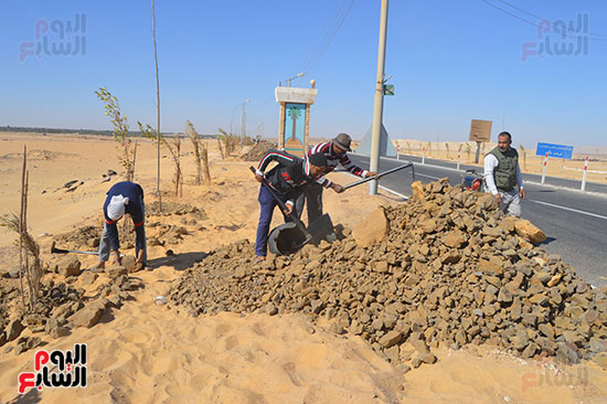 صور تشجير طريق الخارجة أسيوط حتى مدخل مطار الوادى الجديد (6)