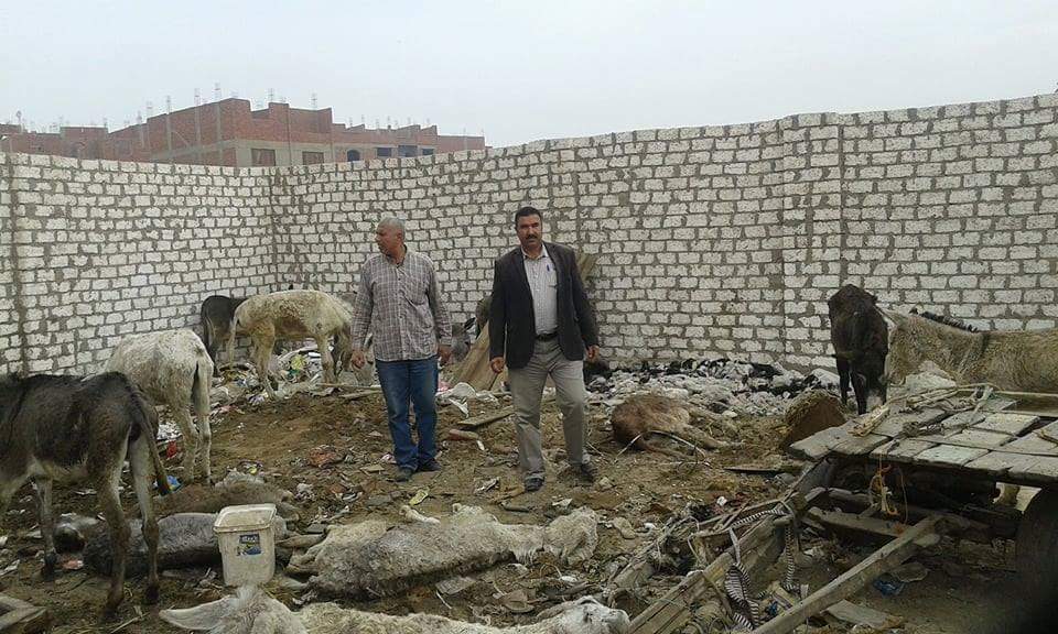 العثور على حمير داخل حوش بأبو زعيل (2)