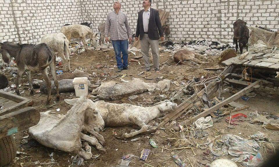 العثور على حمير داخل حوش بأبو زعيل (3)