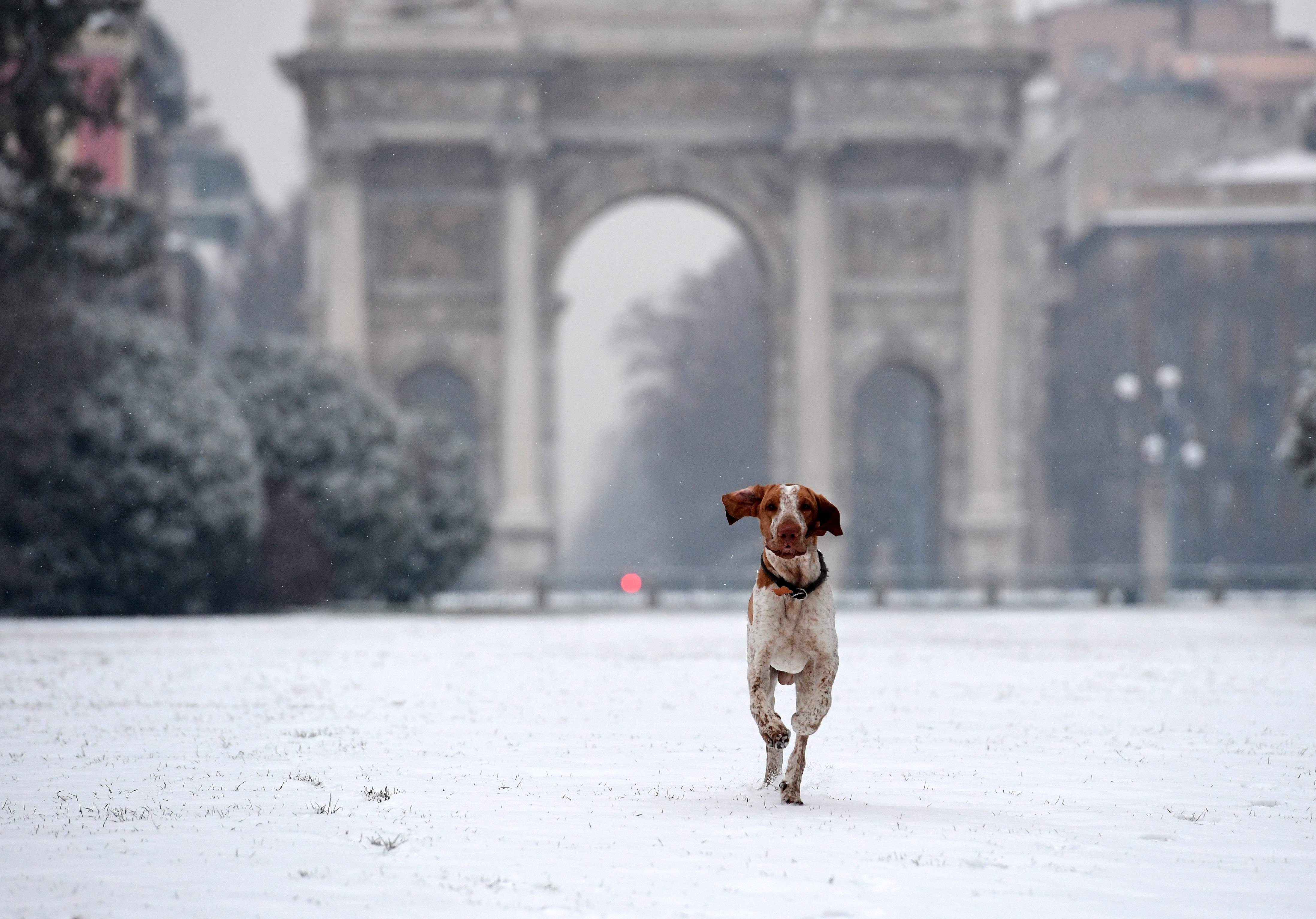 كلب يجرى فى شوارع ايطاليا وسط تساقط الثلوج