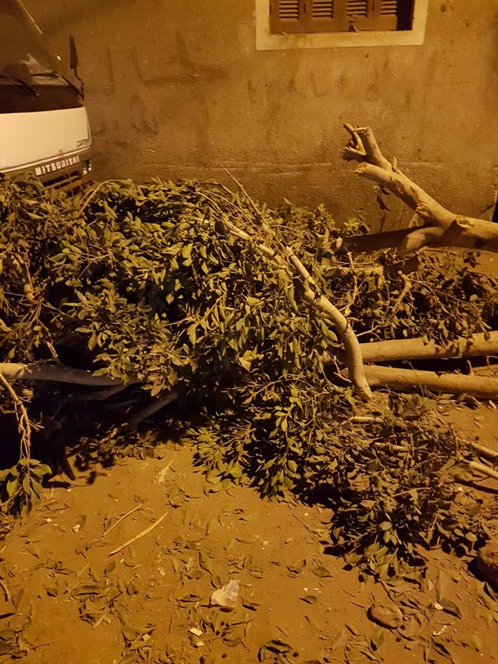 تقطيع الأشجار بمركز ميت أبو الكوم