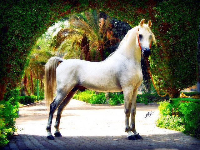 الحصان 1