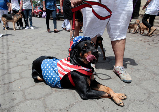 أحد الكلاب يرتدى العالم الأمريكى