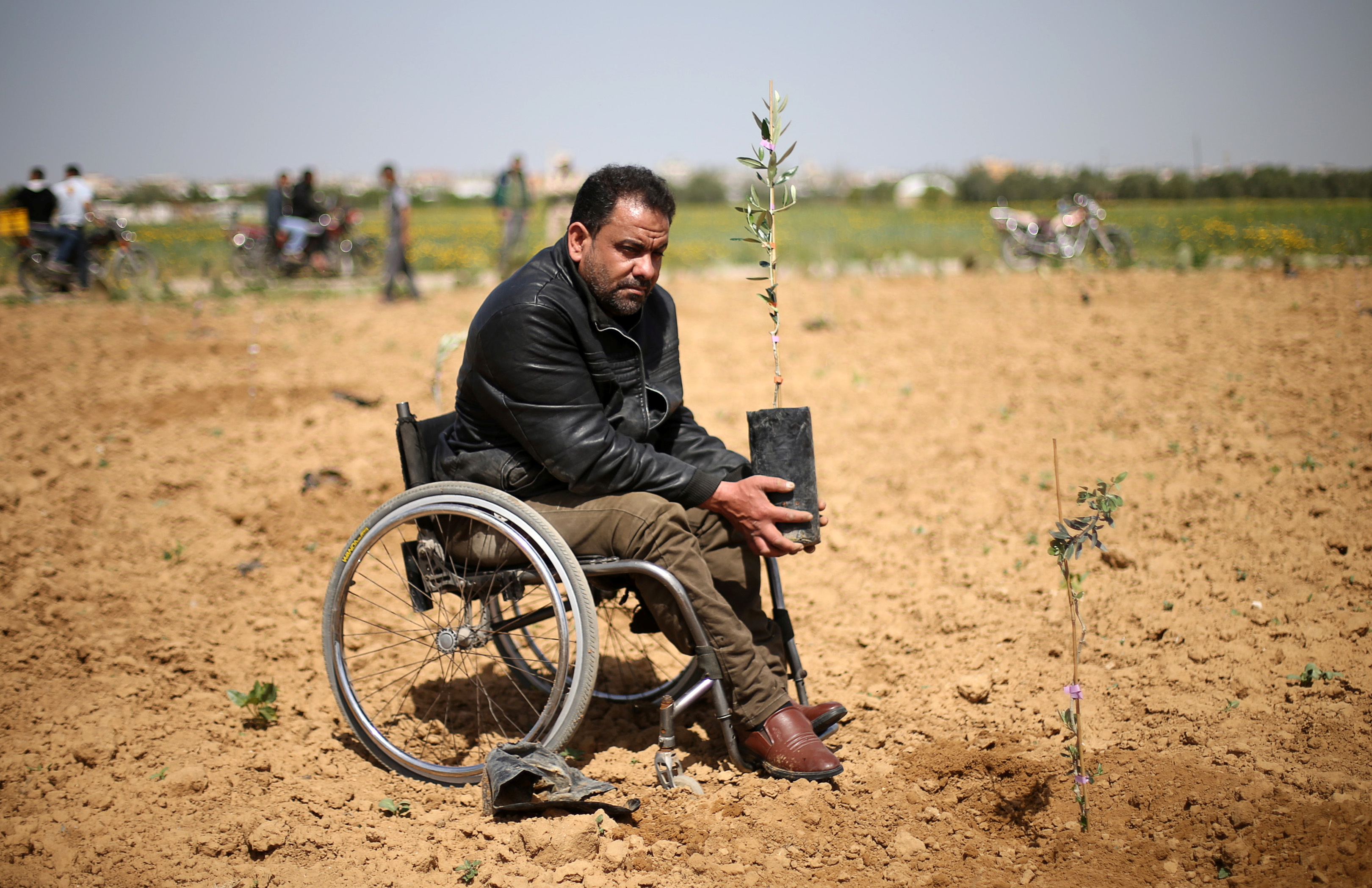 مواطنون فلسطينيون يزرعون شتلات الزيتون 
