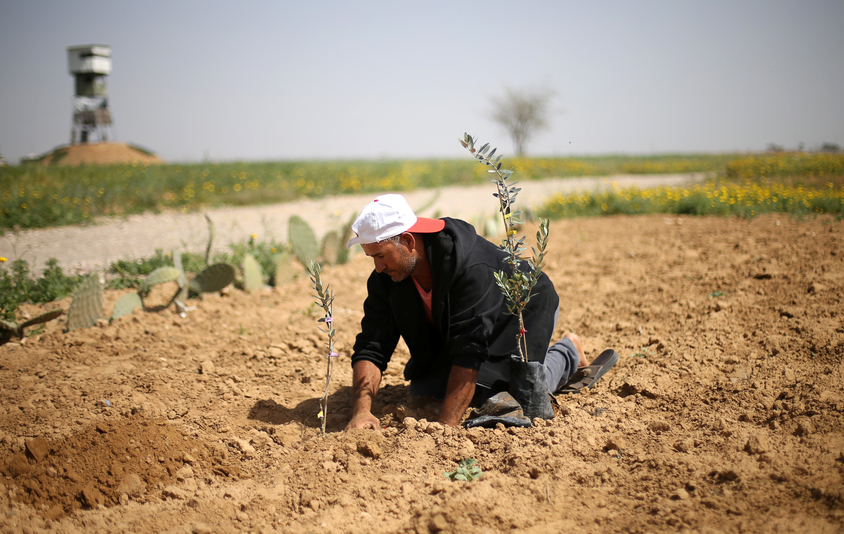 فلسطينيون يزرعون شتلات الزيتون 