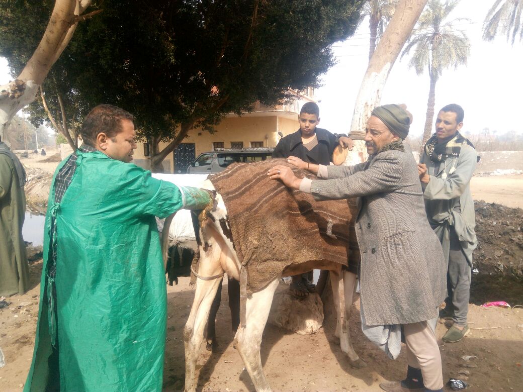 الزراعة ترسل قوافل بيطرية لدعم صغار المربيين بقرى محافظة بني سويف (6)