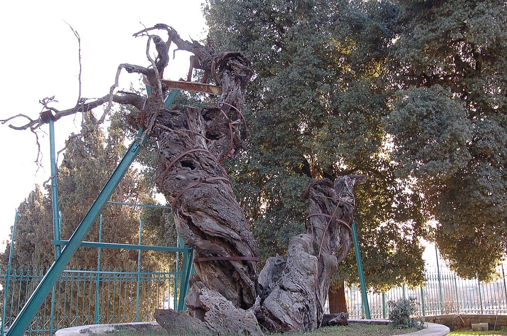 شجرة البلوط التي تنسب إلى إبراهيم نبي الله
