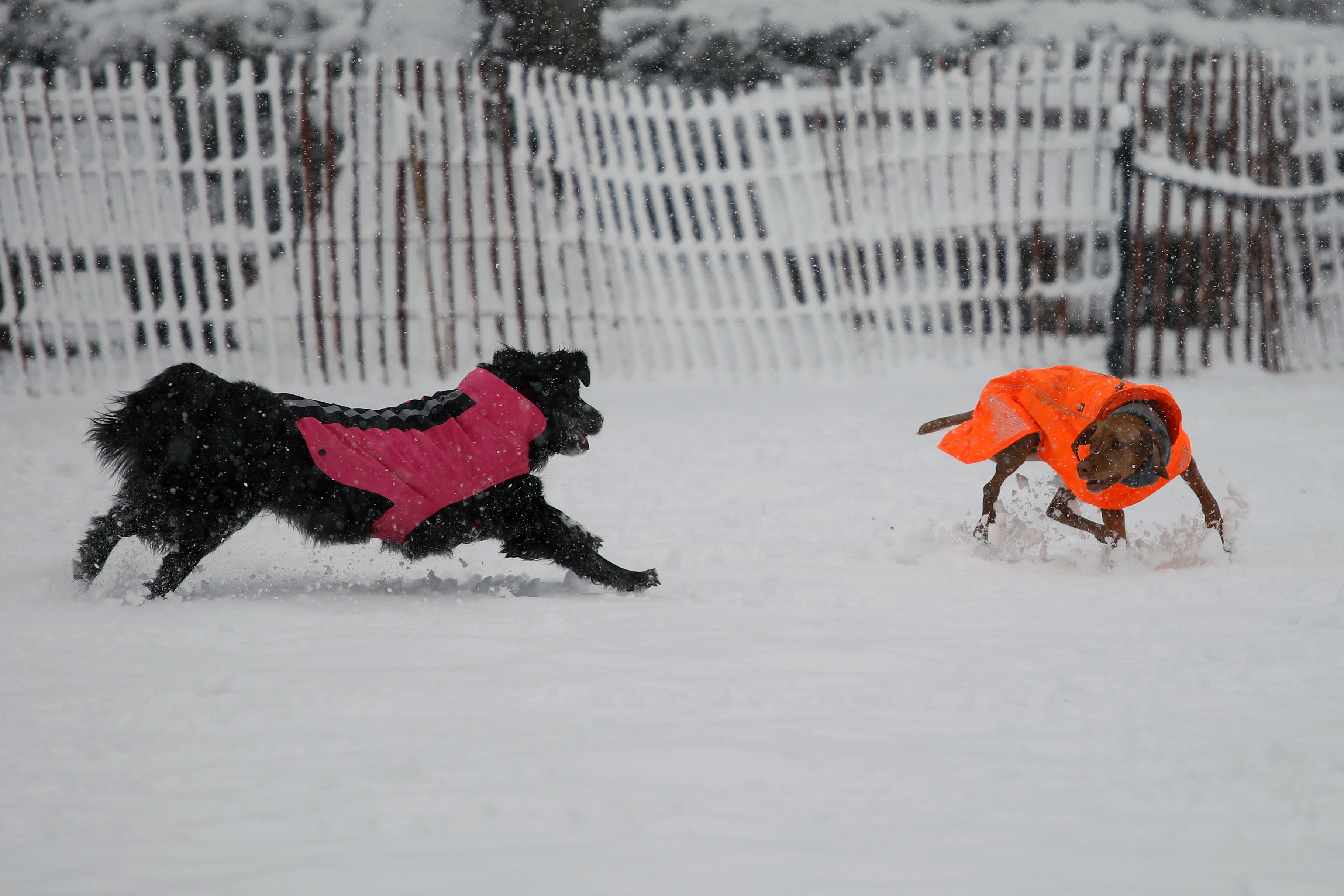 الكلاب تلهو فى الثلج