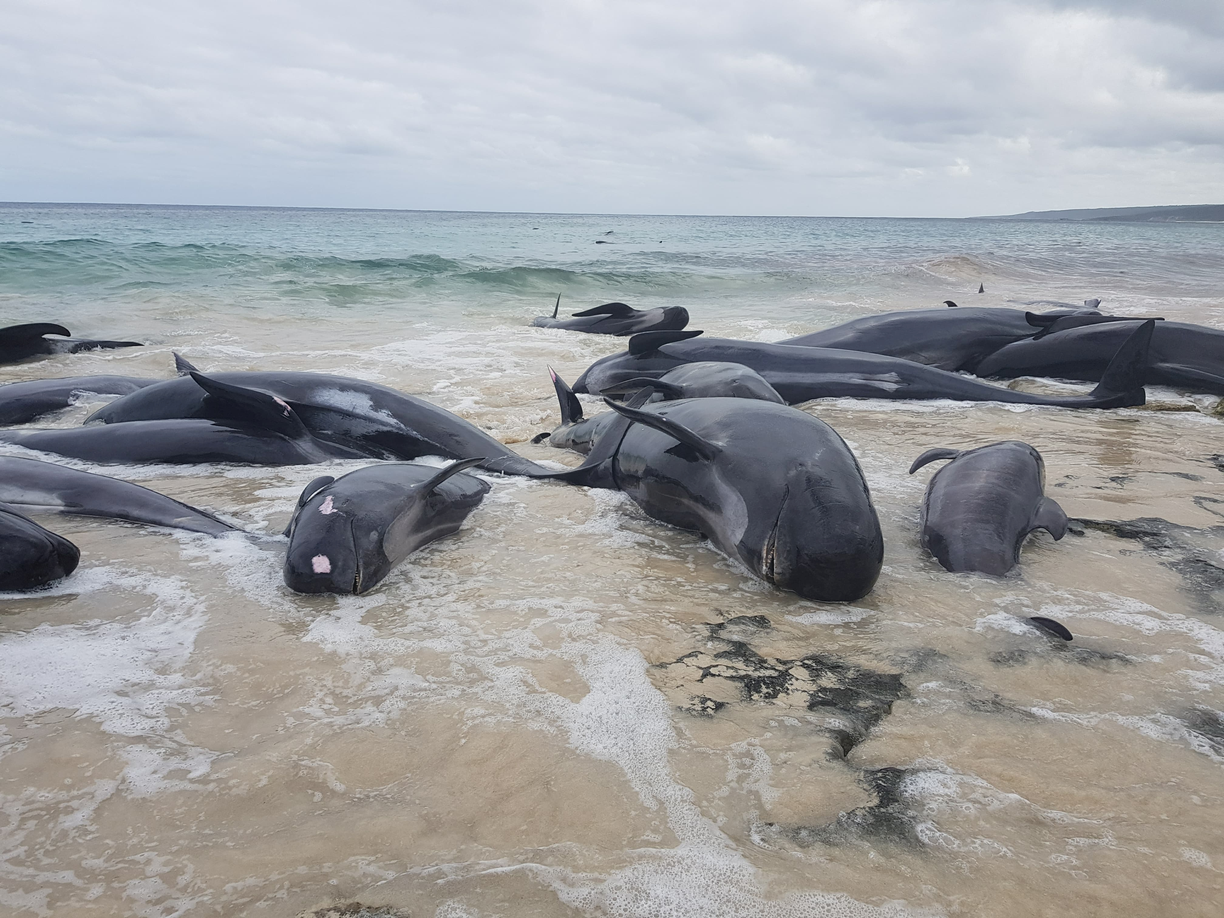 Почему киты выбрасываются на берегу. Киты и дельфины выбрасываются на берег. Киты в Австралии выбросились на берег. Массовая гибель животных.