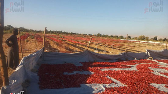  عمال ومزارعو الأقصر يشرفون على تجفيف الطماطم