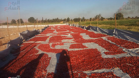  جانب من تجهيز الطماطم المجففة فى مدن الاقصر