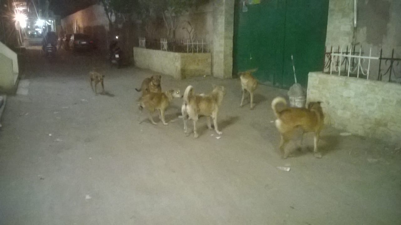 الكلاب فى شوارع أرض اللواء (2)