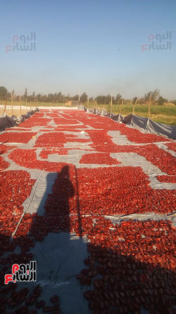  الزراعة تخطط لتصدير الطماطم المجففة وباقى المنتجات للعالم أجمع