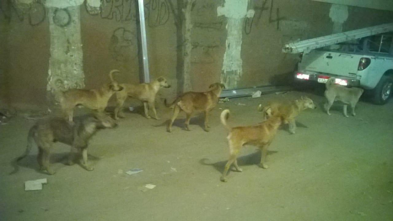 الكلاب فى شوارع أرض اللواء (3)