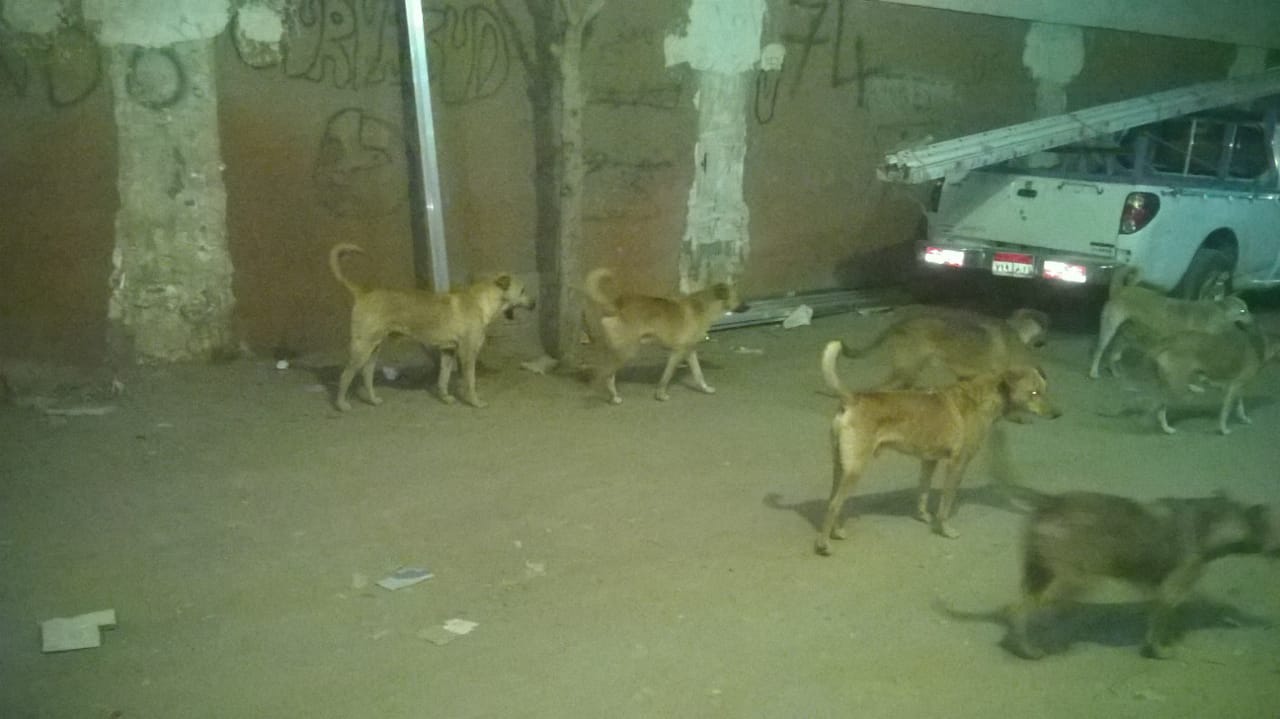 الكلاب فى شوارع أرض اللواء (5)