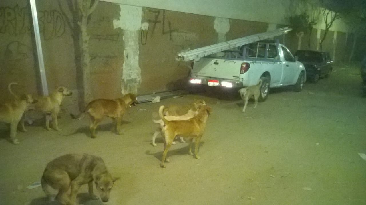 الكلاب فى شوارع أرض اللواء (4)