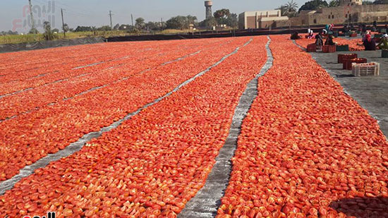 الأقصر تصدر الطماطم المجففة لدول الاتحاد الاوروبى وأمريكا الجنوبية والدول العربية والآسيوية