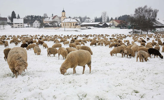 حيوانات وسط الثلوج فى ألمانيا