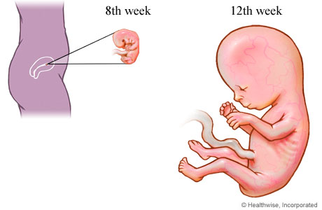 الثلث الأول من الحمل من مراحل نمو الجنين