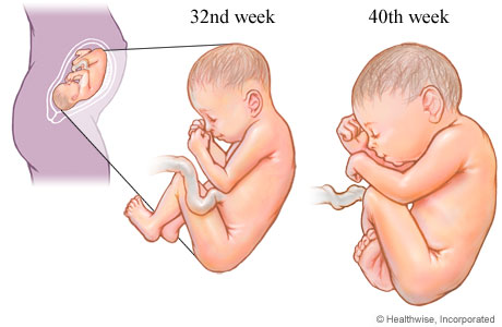 المرحلة الأخيرة من مراحل نمو الجنين