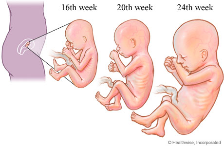 الثلث الثانى من الحمل من مراحل نمو الجنين