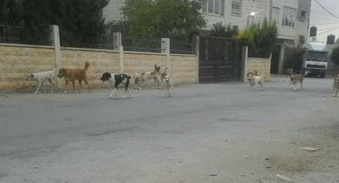 الكلاب فى الشارع