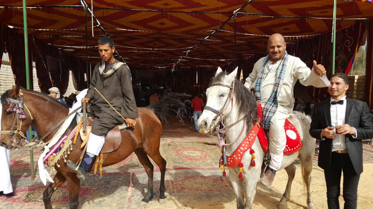 الخيول أمام مقر مؤتمر دعم المرشح الرئاسى موسى مصطفى موسى