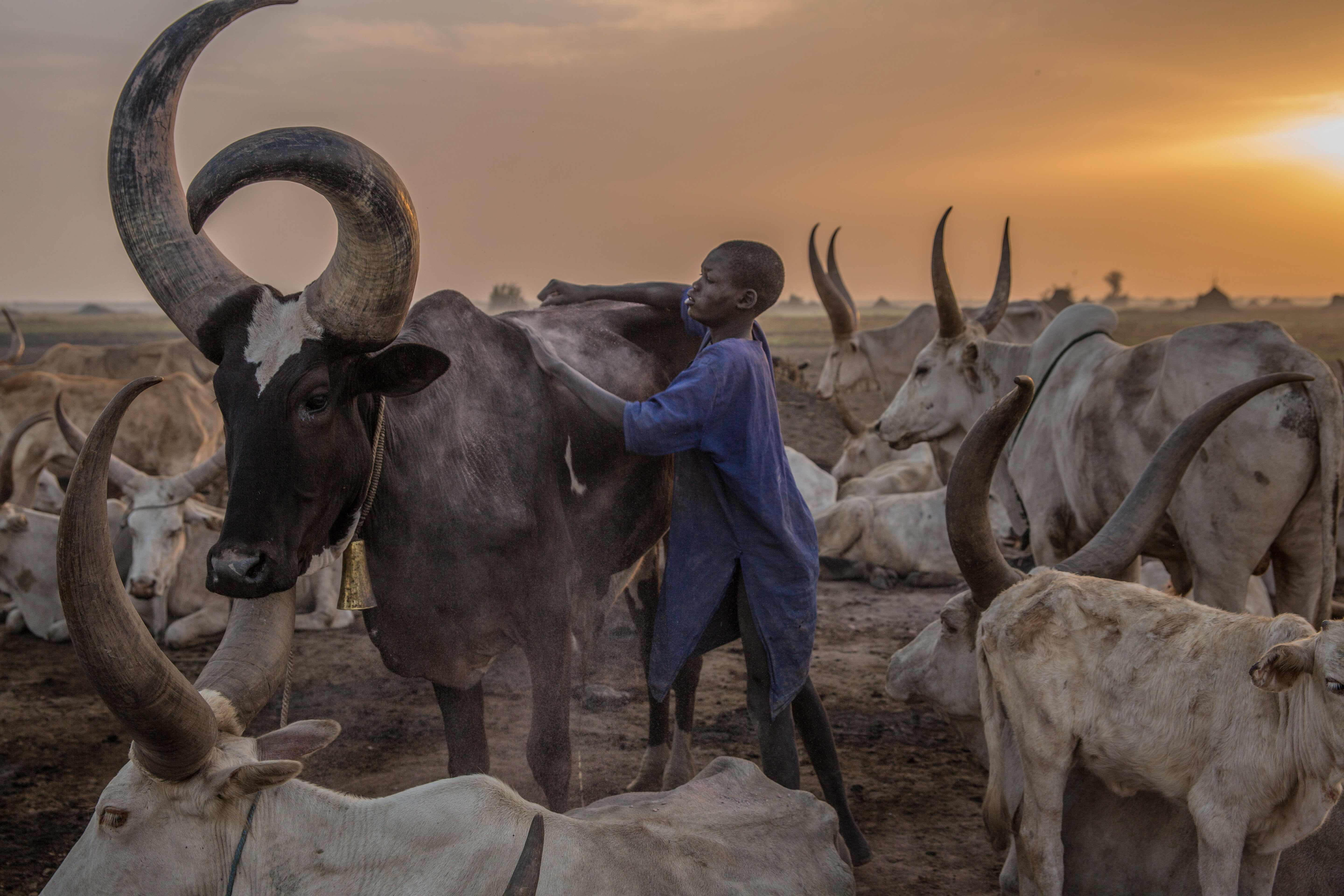 رعي الحيوانات فى ذروة موسم الجفاف بجنوب السودان