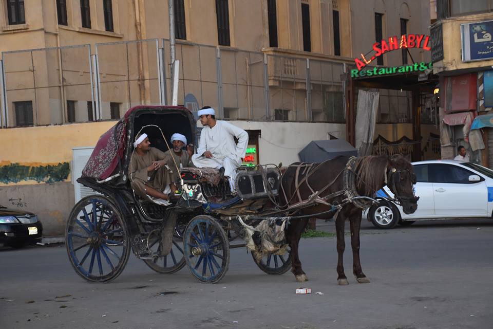  عربات الحنطور تستعد لشم النسيم بالاقصر