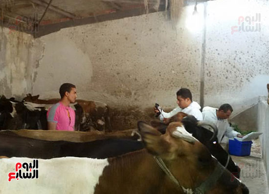 تحصين عدد من الماشية ببورسعيد