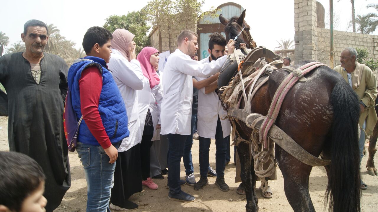 قافلة بيطرية فى أطفيح بمستشفى متنقلة لأول مرة  (2)