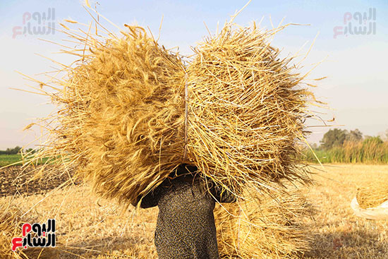 97330-11-سيدة-تحمل-أكوام-القمح-على-رأسها-فى-موسم-الحصاد
