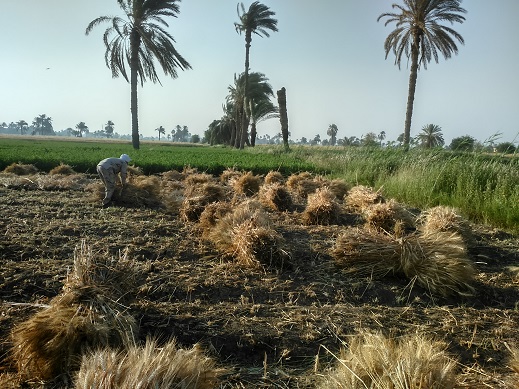 موسم حصاد القمح بمحافظة الفيوم (3)